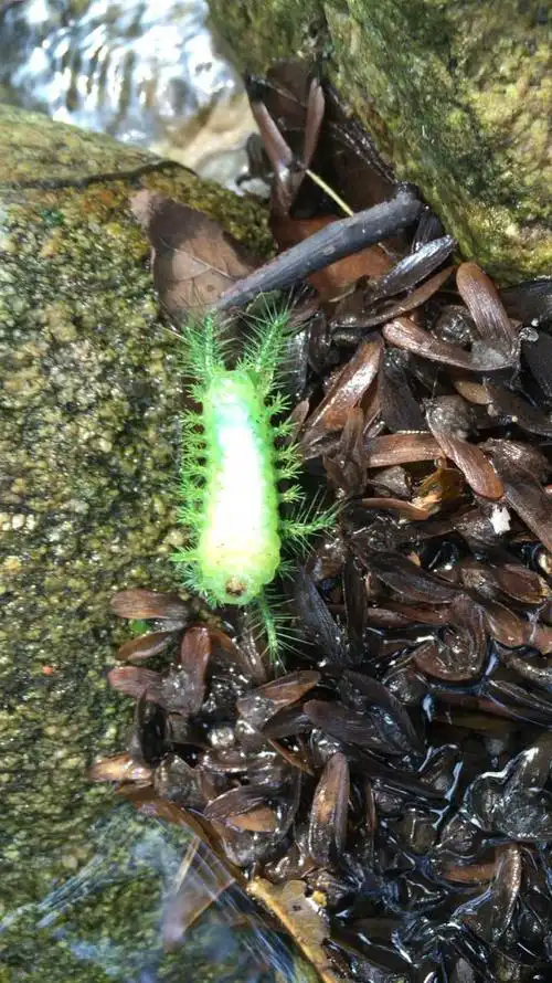 good day to you 洋辣子.