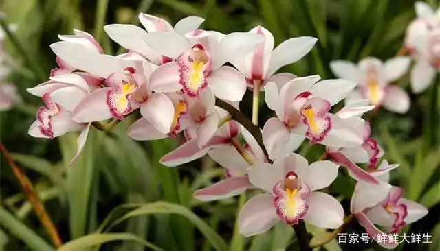 十种名贵的兰花品种