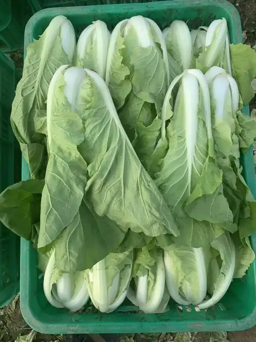 精品毛白菜,速生小白菜,杭白菜,高端品质,日供货量可达每日