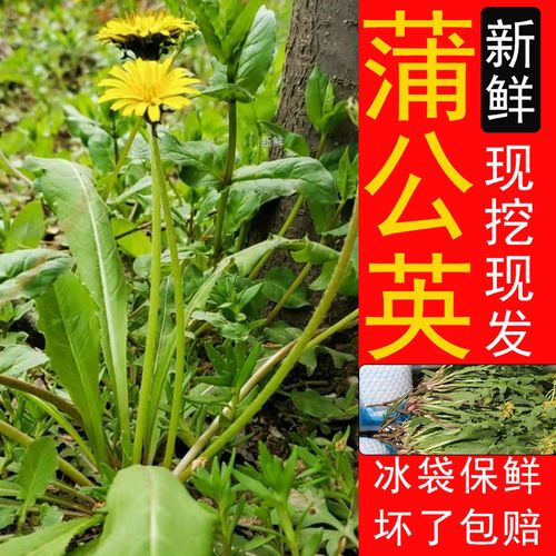 新鲜蒲公英正宗现挖现发纯天然婆婆丁黄花苗野菜嫩叶蒲公英