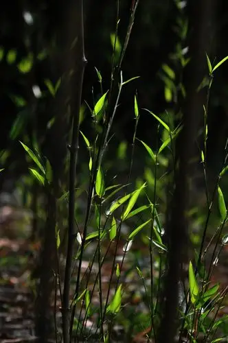 绿竹入幽径,青萝拂行衣.
