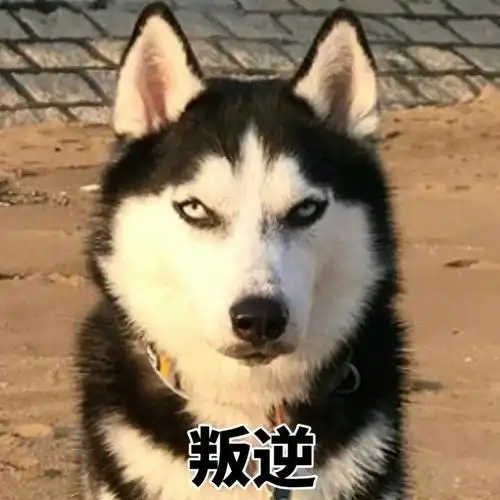 哈士奇表情包合集史上最全版