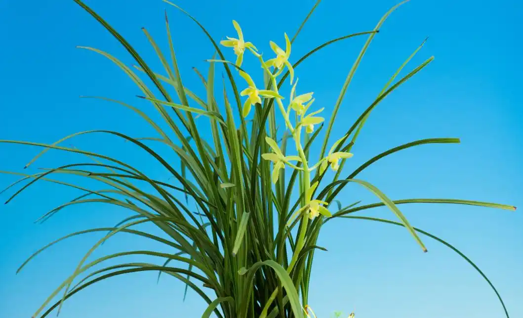 农村老人:给兰花兰盆做个"透气罩",兰草长得更茂盛