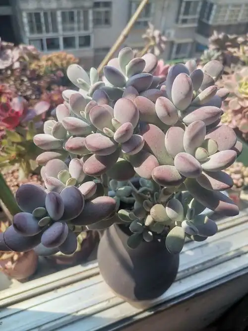 乒乓福娘,这是家里的,院子里朋友寄养的也冻残了