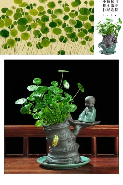 铜钱草盆景水培植物好养室内花草招财水养金钱草四季常青盆栽绿植