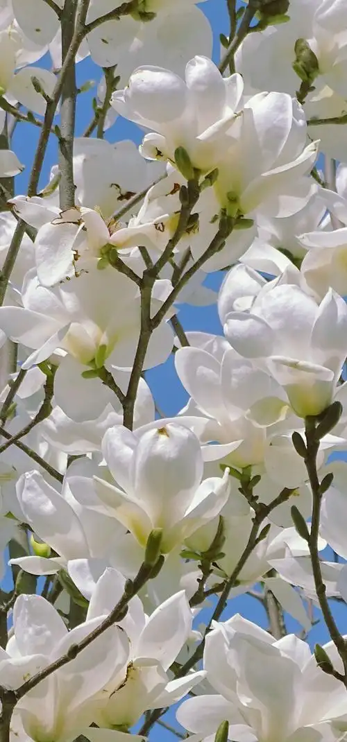 玉兰花截图壁纸