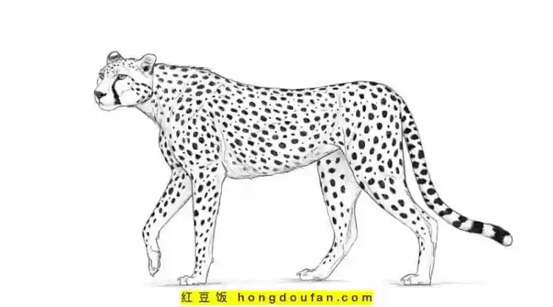 9张有着漂亮斑点的优雅猎豹卡通涂色图片免费下载