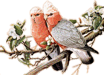 花鸟动态美图欣赏珍藏版