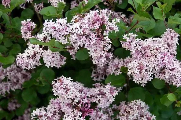 紫叶重瓣欧丁香