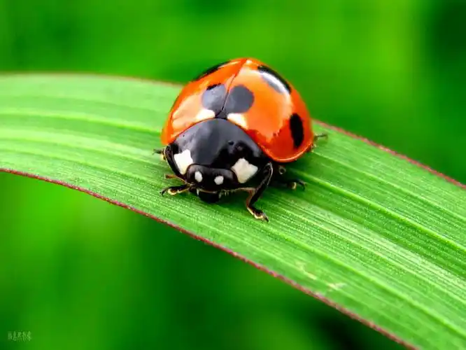 >> 文章内容 >> 可爱的小虫教案 有什么比较可爱的小虫子?