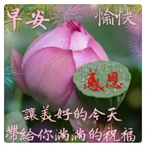 水中荷花感恩莲, 出水芙蓉荷花仙, 带来吉祥与平安, 快乐幸福每一天.