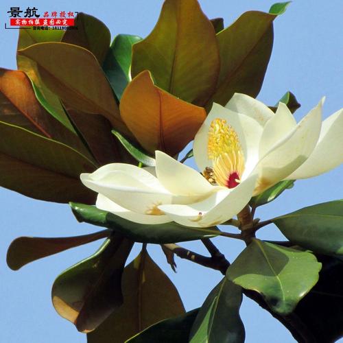 绿化苗广玉兰大花玉兰荷花玉兰广玉兰树苗四季常青行道绿化树苗