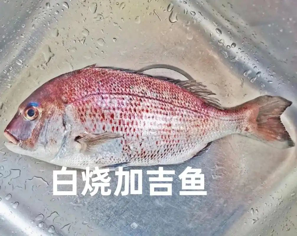 "白烧加吉鱼"#美食 #我的美食记 #抖音美食推荐官 #食尖 - 抖音