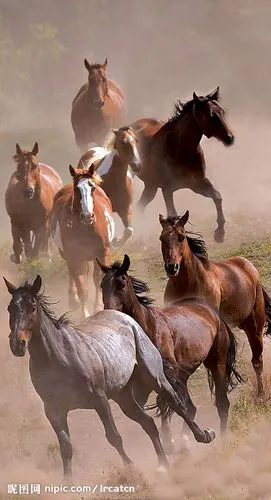 八马图图片[摄影图,jpg]