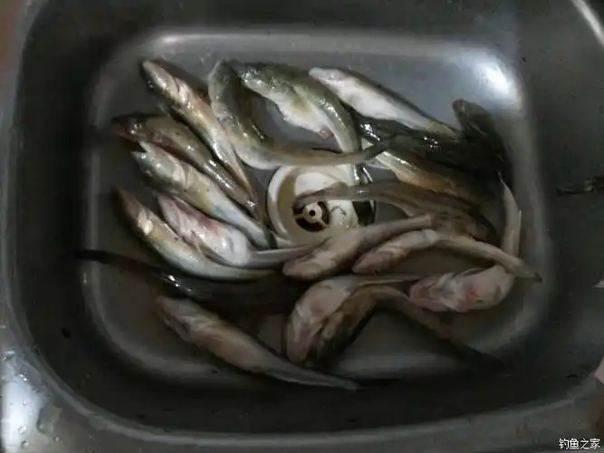 河里的海粘鱼比圈里大