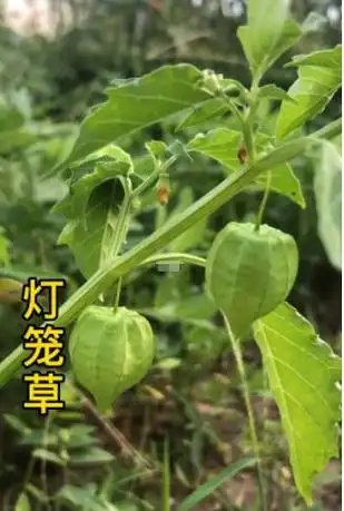 灯笼草图片_灯笼草的功效与作用-古中药养生网