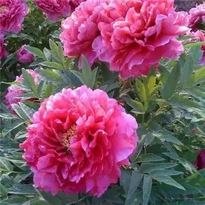 适合做头像的牡丹花朵图片