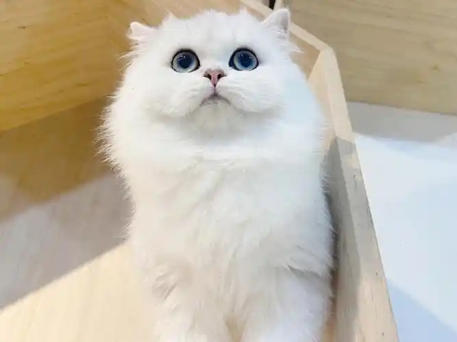 银渐层长毛怎样都是美的