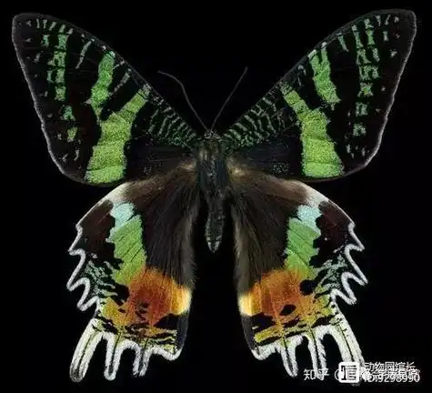 五彩缤纷,十分惹人喜爱,但我要提醒你,它可是有剧毒的;而且越是艳丽的