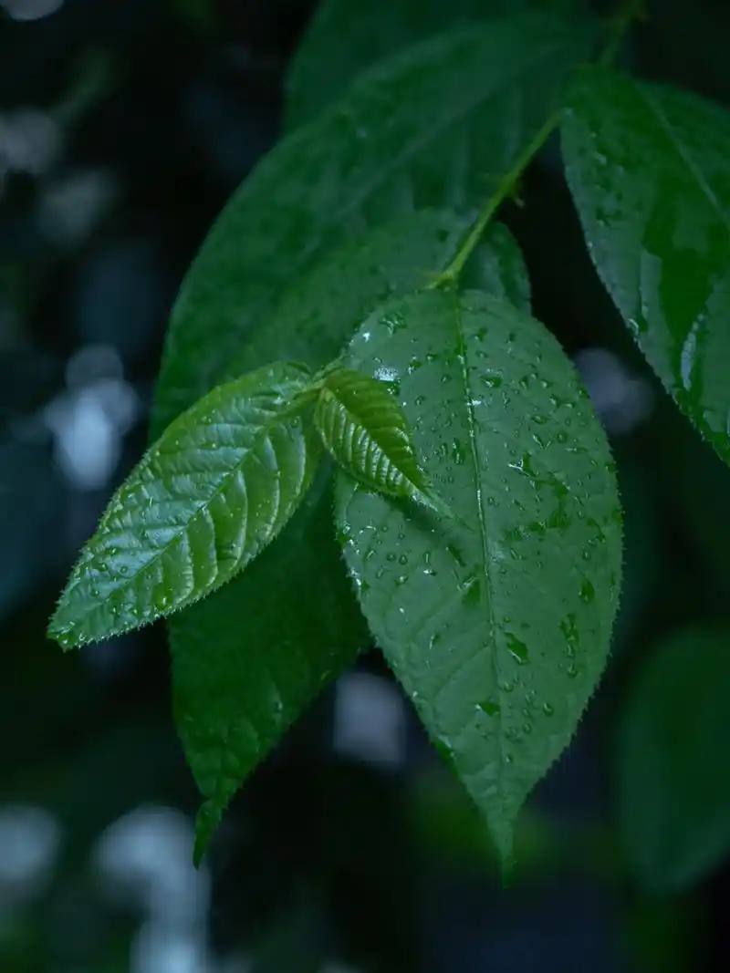 拍摄护眼壁纸 看起来就很安静的颜色,还有水露,很适合自己当屏保用