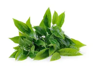白底绿茶叶照片