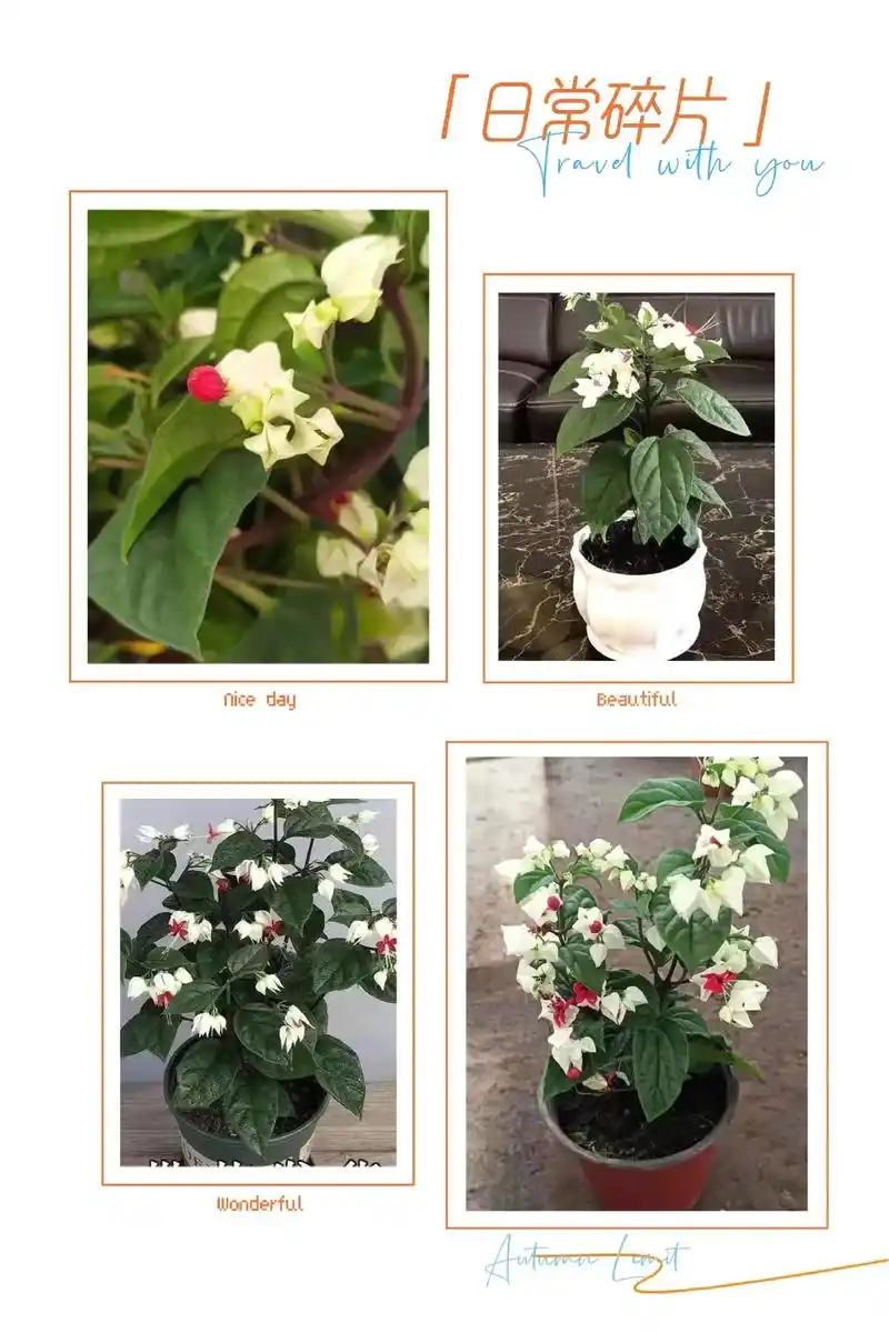 龙吐珠花盆栽花卉观花植物室内花客厅吸甲醛四季开花带花发货包邮