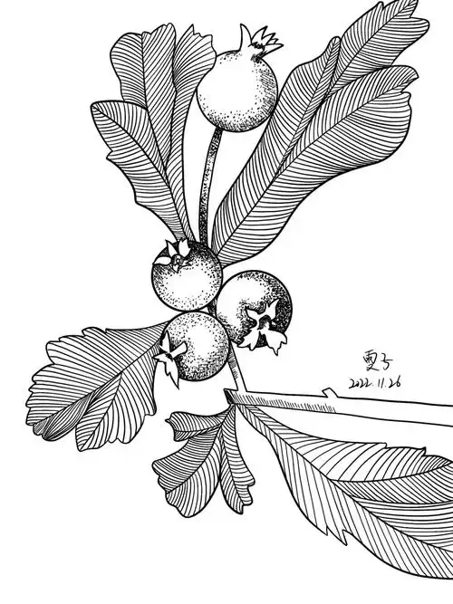自学插画day73控笔练习73山楂