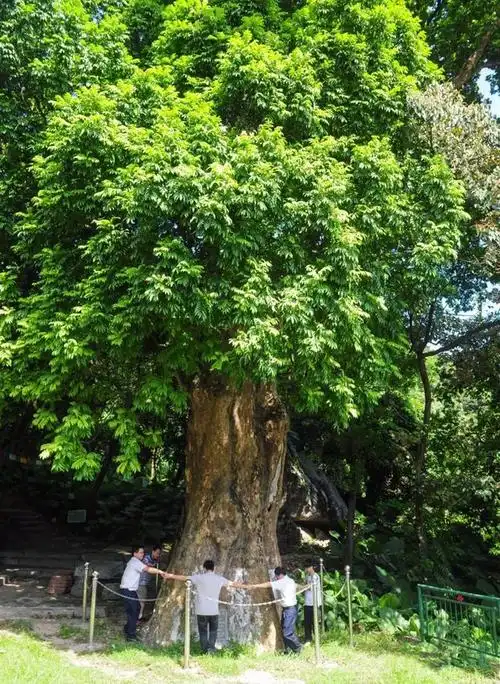 有一株千年人面子古树,长于罗浮山华首寺旁,树干粗壮高大,果核长得像