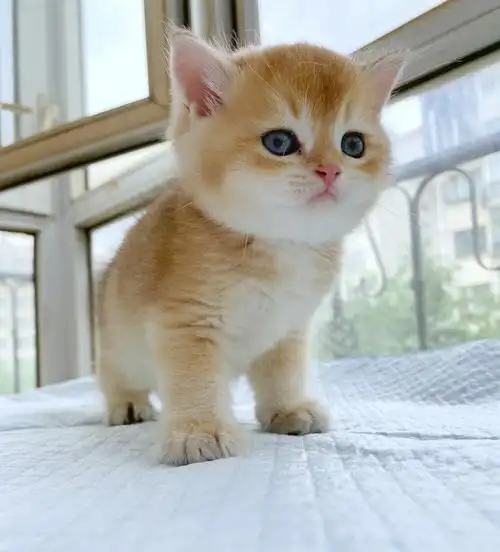 金渐层小奶猫找妈妈