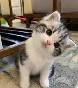 自己家的起司生的小猫咪,起司幼崽很可爱,非常的黏人.现在已经