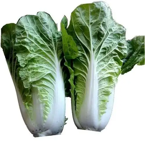 云南高山快菜黄白菜青菜绿叶蔬菜新鲜时令小白菜绿叶黄心当天采摘优选