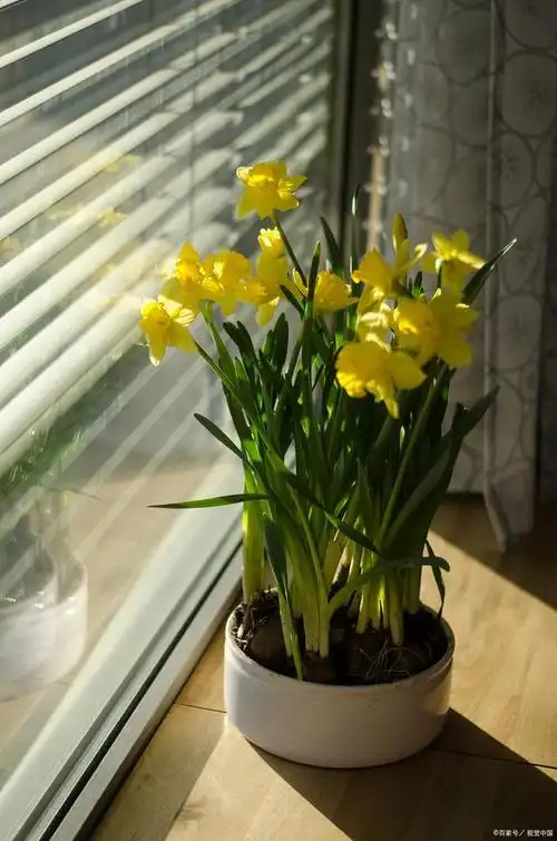 水仙花是哪个季节开的,阳台的种植方法