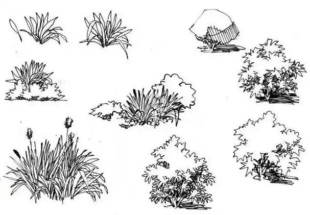 钢笔风景速写之植物灌木花草示范集锦