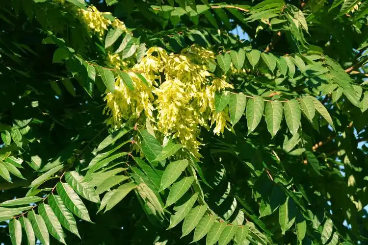 秋天的白蜡树,原创拍摄