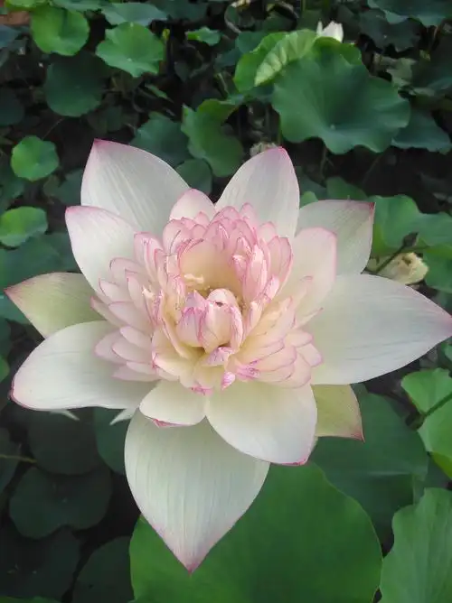 新云锦中大型荷花,如何开好需要注意不会注意的问题