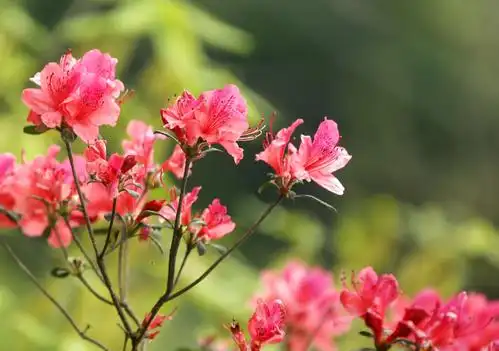 岭上开遍映山红