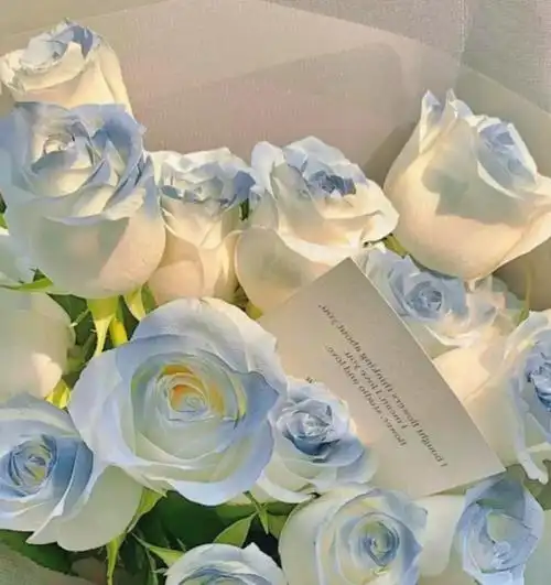 "我们的爱是星辰和大海"蓝玫瑰朋友圈背景/文案配图自截自调色原图源