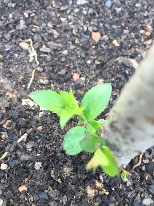 这是樱桃还是樱花大神们
