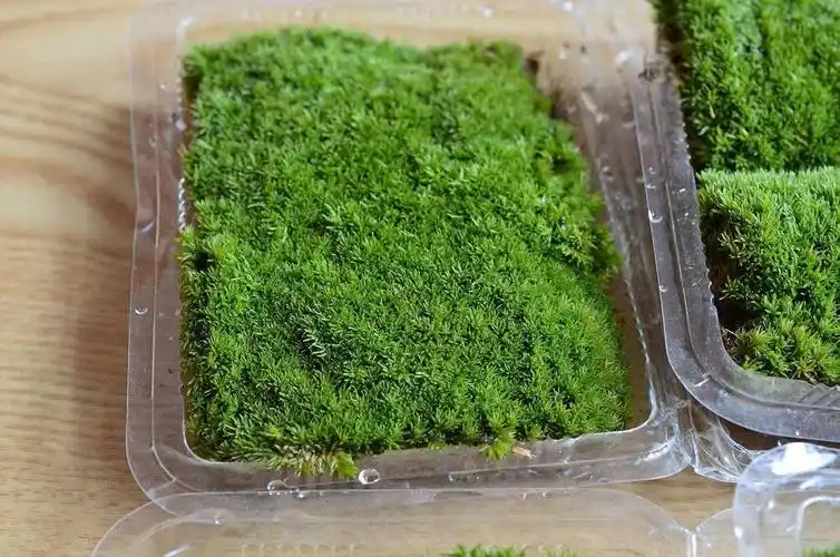 爱尔兰苔藓非常的灵动,即可以直接作盆栽,也可以用来造景