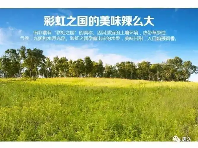 我有6颗来自彩虹之国的超大甜橙你要尝尝吗