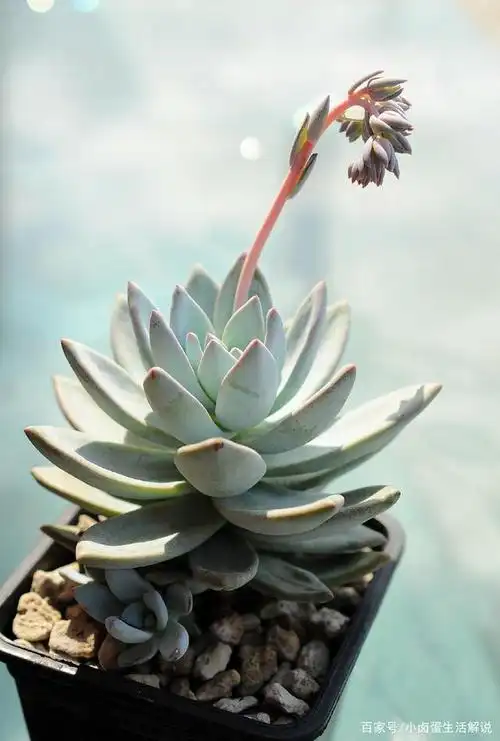多肉植物图鉴之"特玉莲"如何养护爆盆