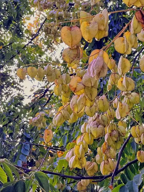 栾树花开结栾树果