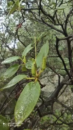 还未成熟的杜鹃果实