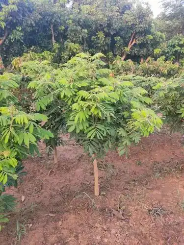 灵山果苗基地供应四季蜜龙眼苗桂圆苗盆栽龙眼果树苗