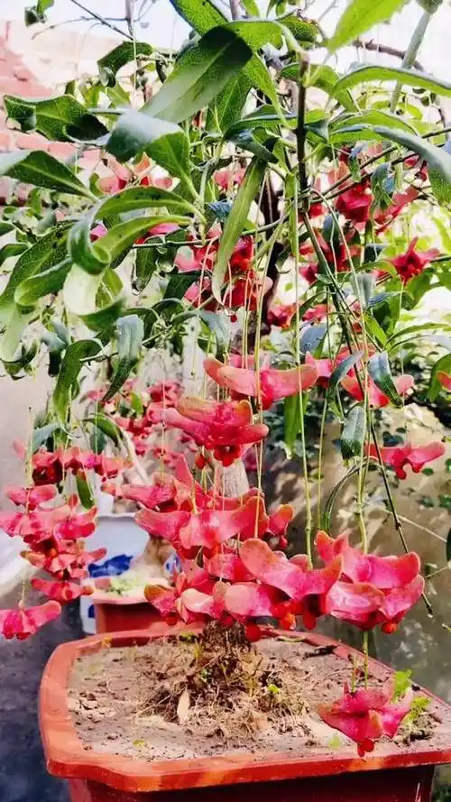 摇钱树,又名金丝吊蝴蝶.耐寒零下20度,南北方,盆栽,地栽皆可.