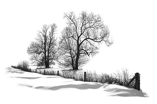 雪,暗色,树林,冬天弓湖,班芙国家公园,艾伯塔省,加拿大北京颐和园牧场