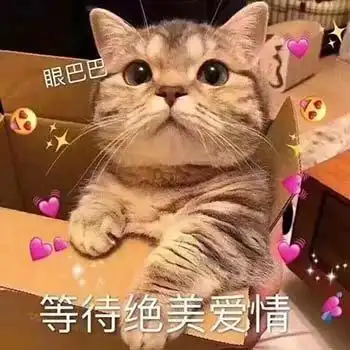 萌宠喵星人等待绝美爱情期待可爱搞怪gif动图_动态图_表情包下载