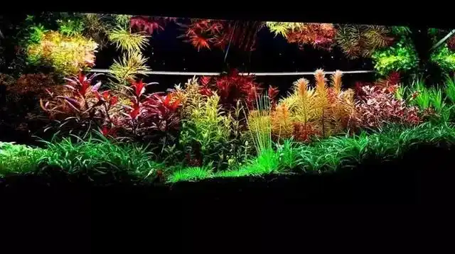 gabriel istratie造的荷兰草缸