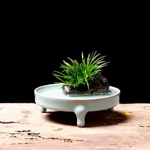 菖蒲盆景欣赏,文人雅士最爱的文玩盆栽