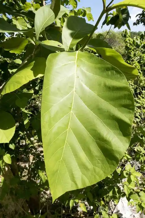 大树叶penida印度尼西亚